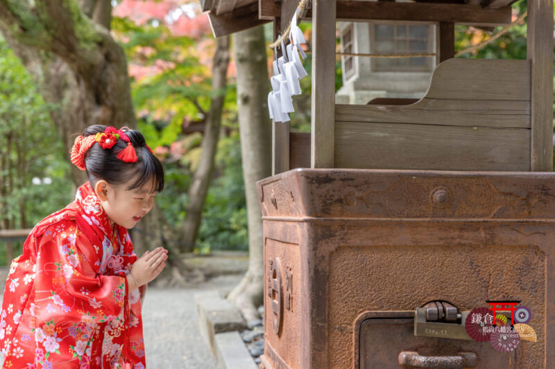 神社に七五三のお参り 赤い着物で七五三参りの女の子