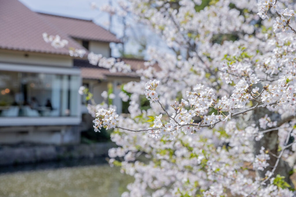 鎌倉鶴岡八幡宮境内の桜とカフェ